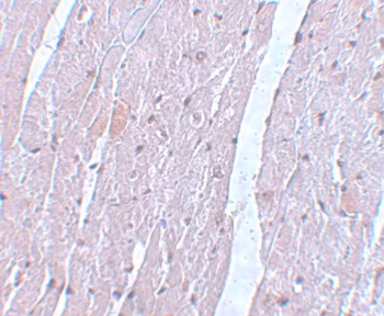 ANAPC10 Antibody