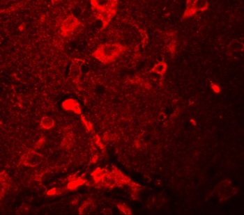 APBA2 Antibody