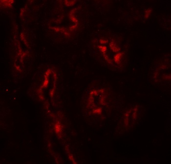 AP3S1 Antibody