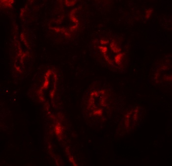 AP3S1 Antibody