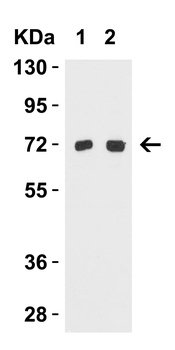 TOMM70A Antibody