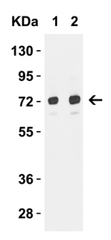 TOMM70A Antibody