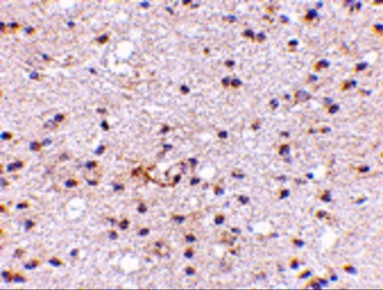 AMBRA1 Antibody