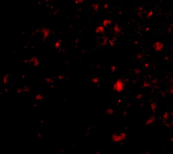 Ambra1 Antibody