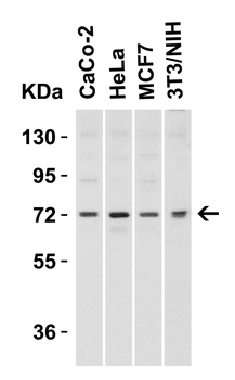 TOMM70A Antibody