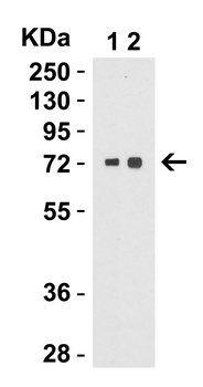 TOMM70A Antibody