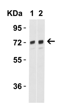 TOMM70A Antibody