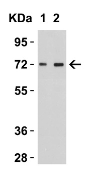 TOMM70A Antibody