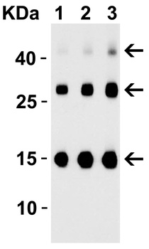 TSLP Antibody