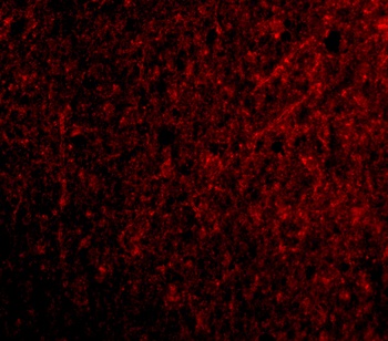TSLP Antibody