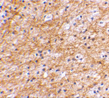 AIFM3 Antibody