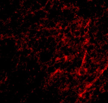 AIFM3 Antibody