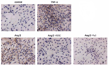 TSLP Antibody