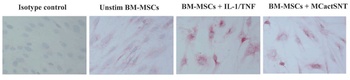 TSLP Antibody