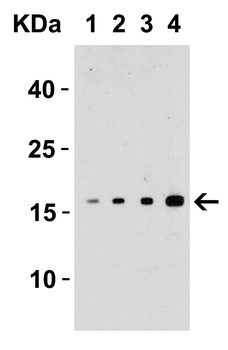 TWEAK Antibody