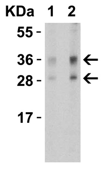 TWEAK Antibody