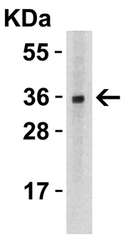 TNFSF12 Antibody