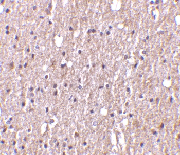 TNFSF12 Antibody