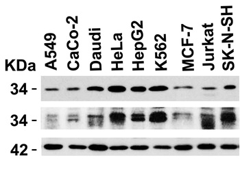 UNG1 Antibody