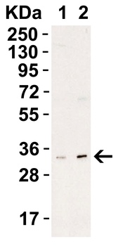 UNG1 Antibody