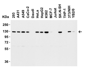 VCL Antibody