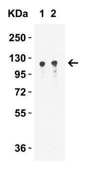 VCL Antibody