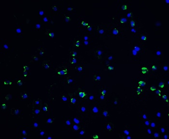 VCL Antibody