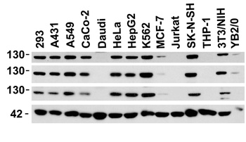 VCL Antibody