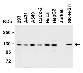 Vinculin Antibody
