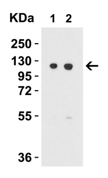 Vinculin Antibody