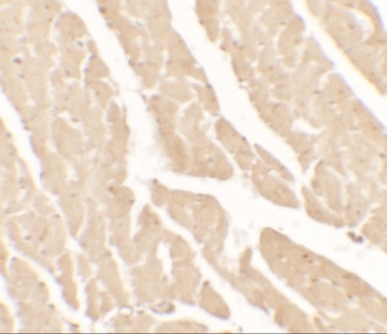 Vinculin Antibody