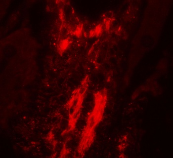 Vinculin Antibody
