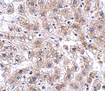 AFAP1L2 Antibody