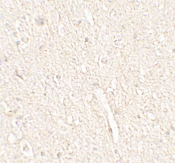 ADROPIN Antibody