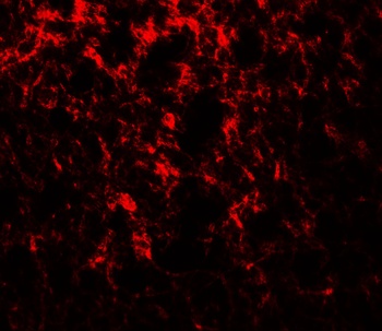 ADROPIN Antibody