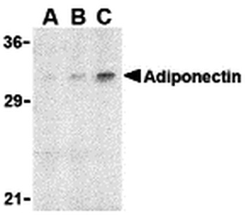ADIPOQ Antibody