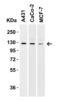 VCL Antibody