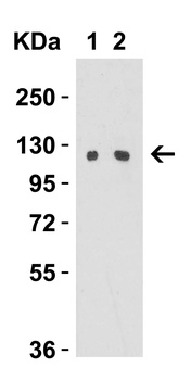 VCL Antibody