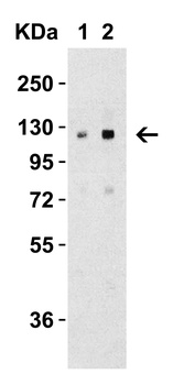 VCL Antibody