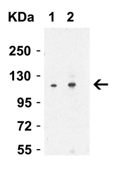 Vinculin Antibody