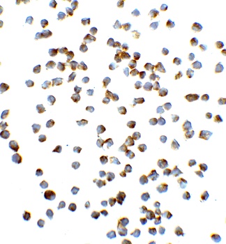 Vinculin Antibody