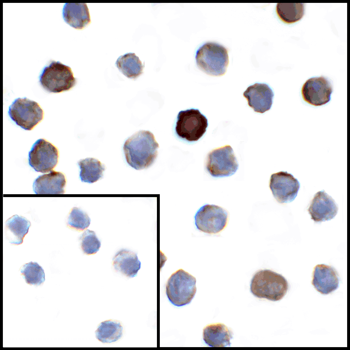 VISTA Antibody [4C4]