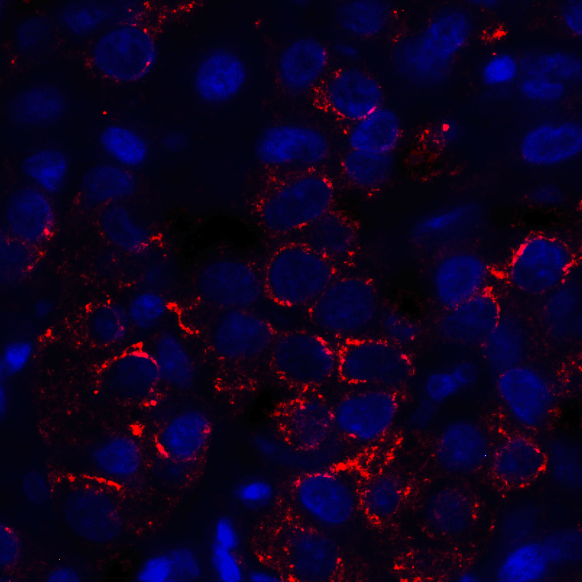 VISTA Antibody [4C4]