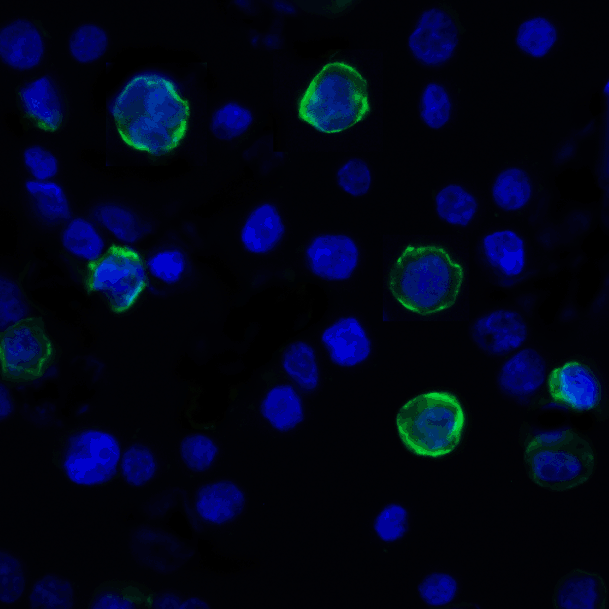 VISTA Antibody [6D2]