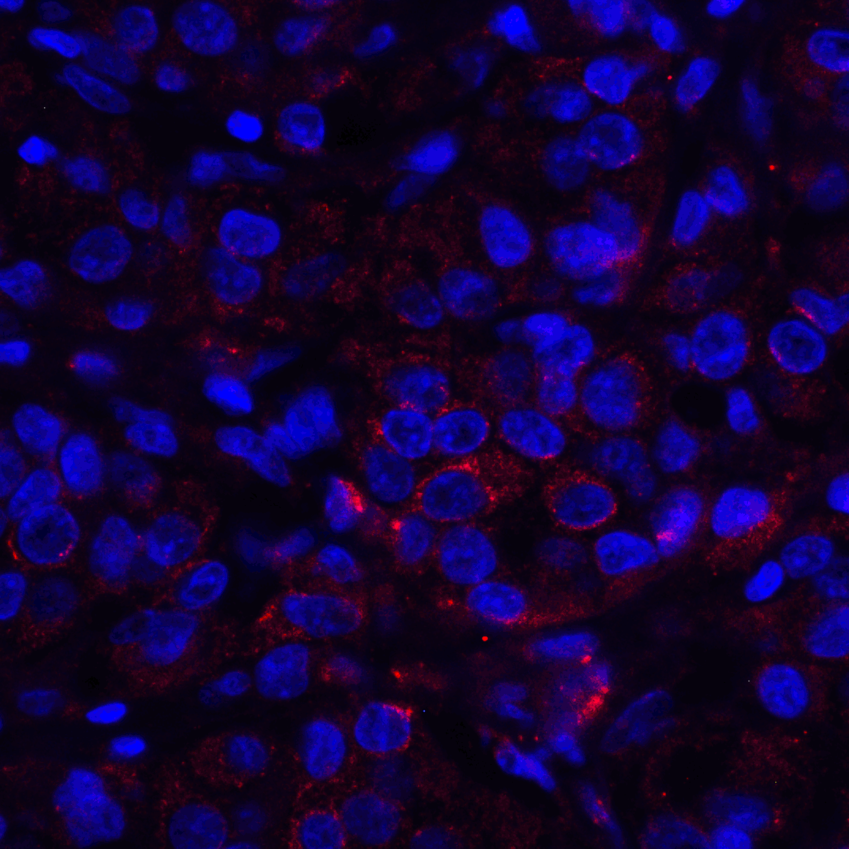 VSIR Antibody