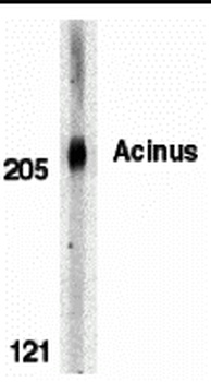 ACIN1 Antibody