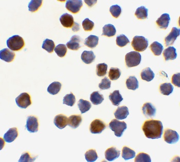 ACIN1 Antibody