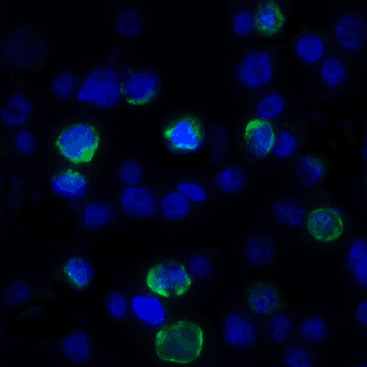 VISTA Antibody [8E11]