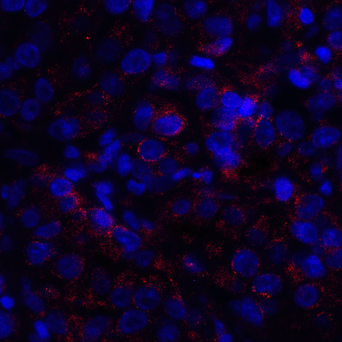 VISTA Antibody [8E11]
