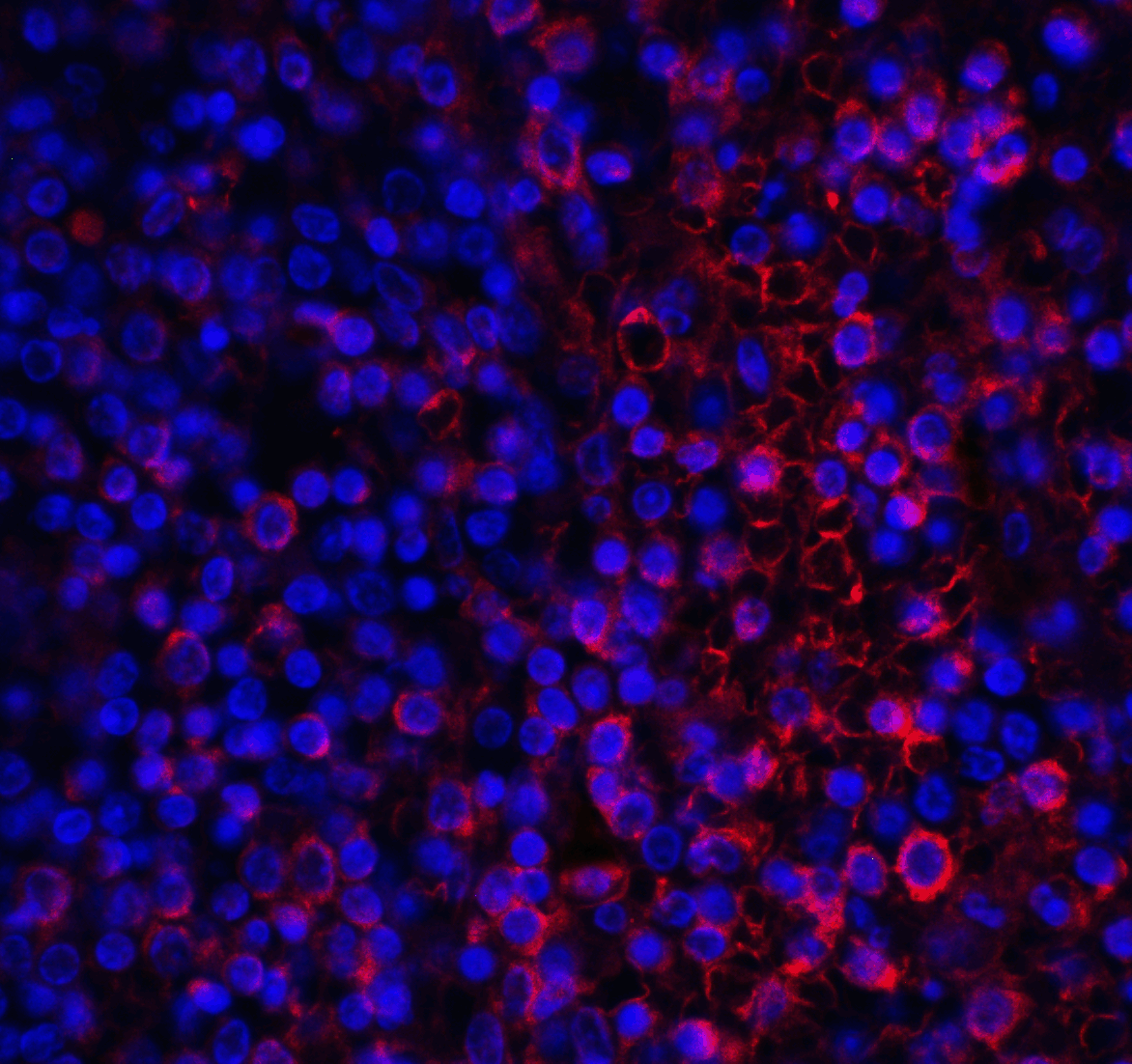VISTA Antibody [8E11]